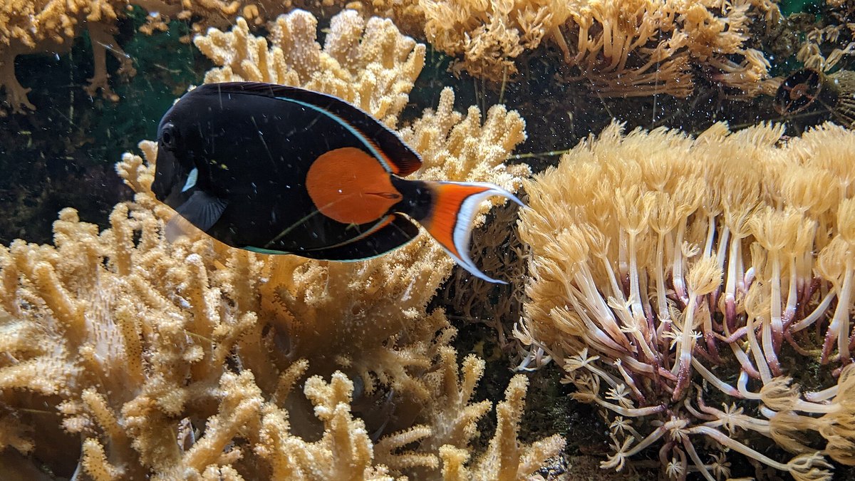 Achilles Tang (Acanthurus achilles)