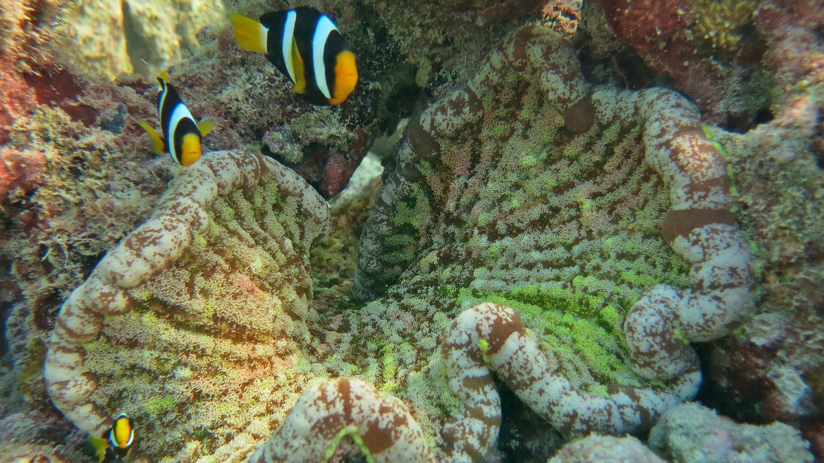 Adhesive Anemone (Cryptodendrum adhaesivum)
