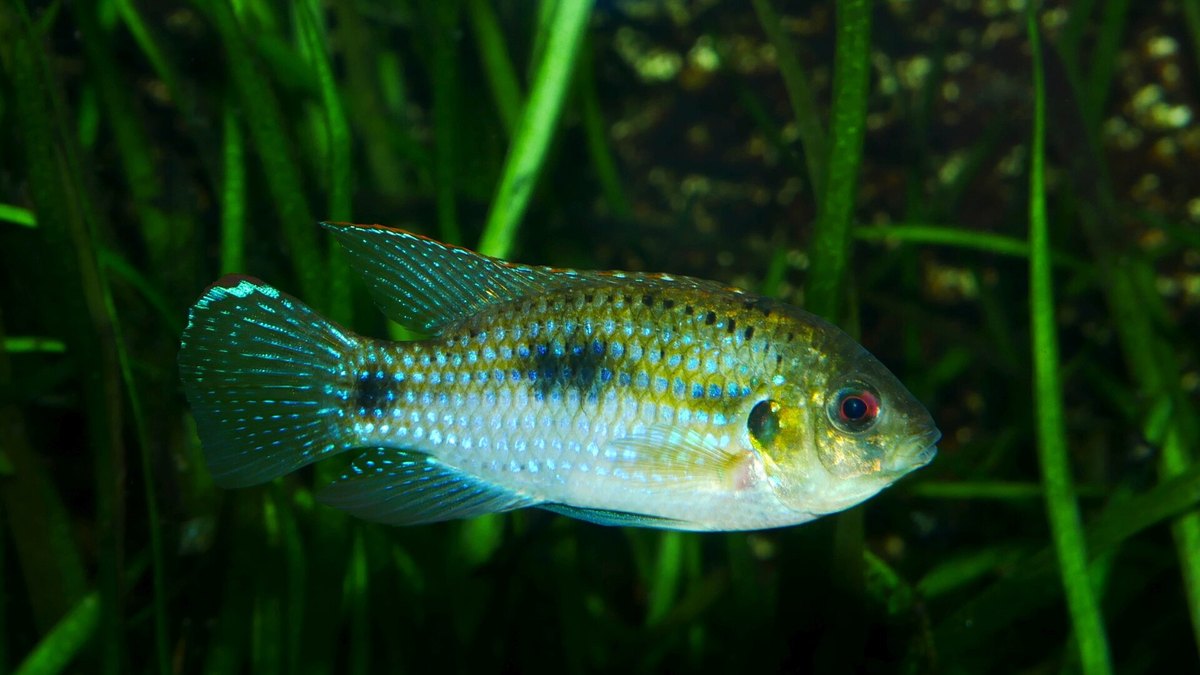 African Butterfly Cichlid (Anomalochromis thomasi)