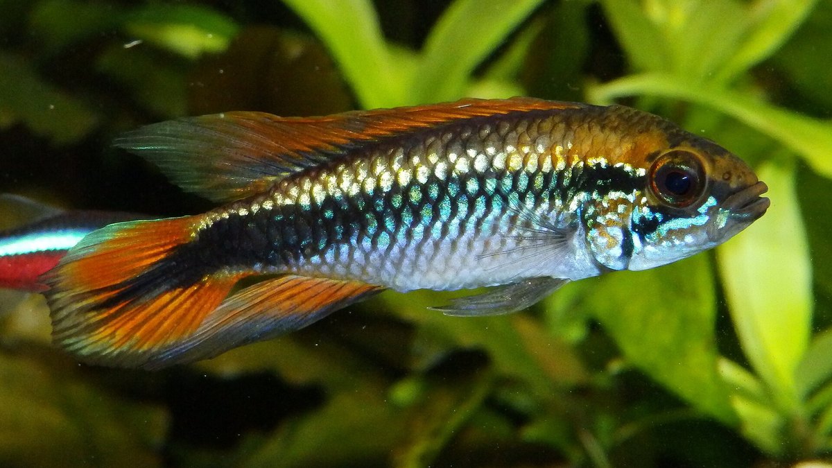 Agassiz's Dwarf Cichlid (Apistogramma agassizii)