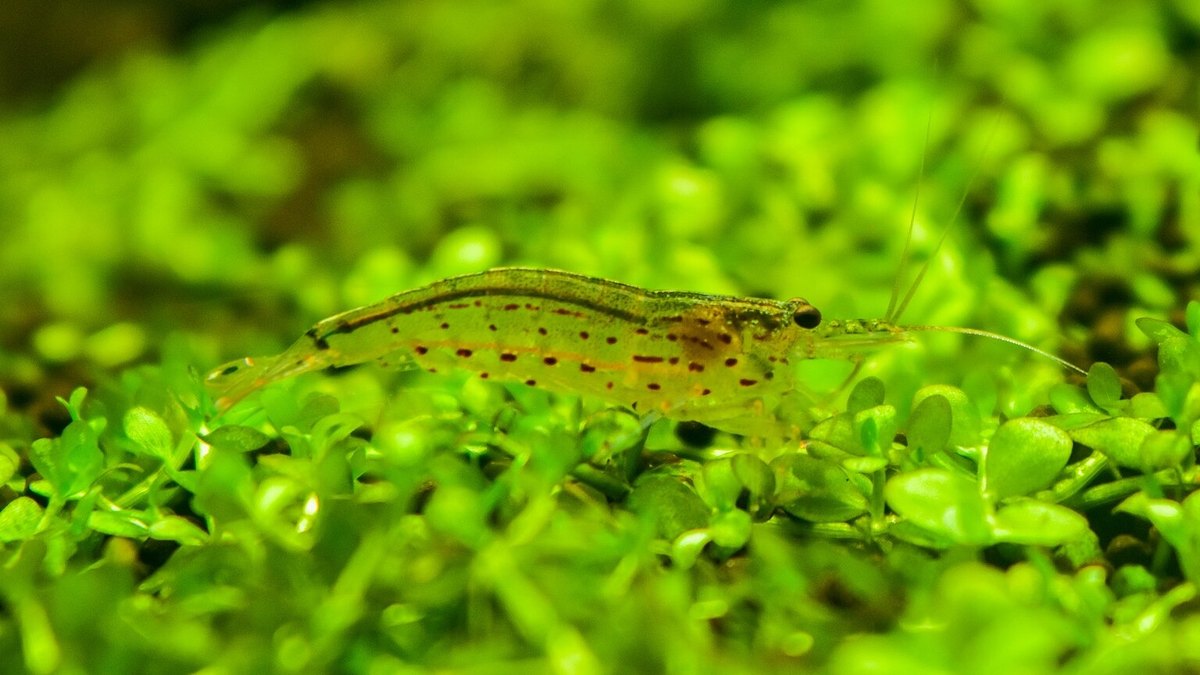 Amano Shrimp (Caridina multidentata)
