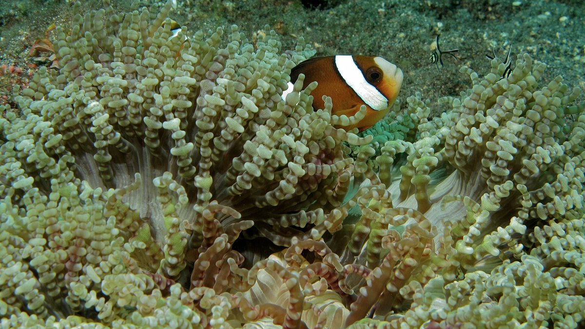 Beaded Sea Anemone (Heteractis aurora)