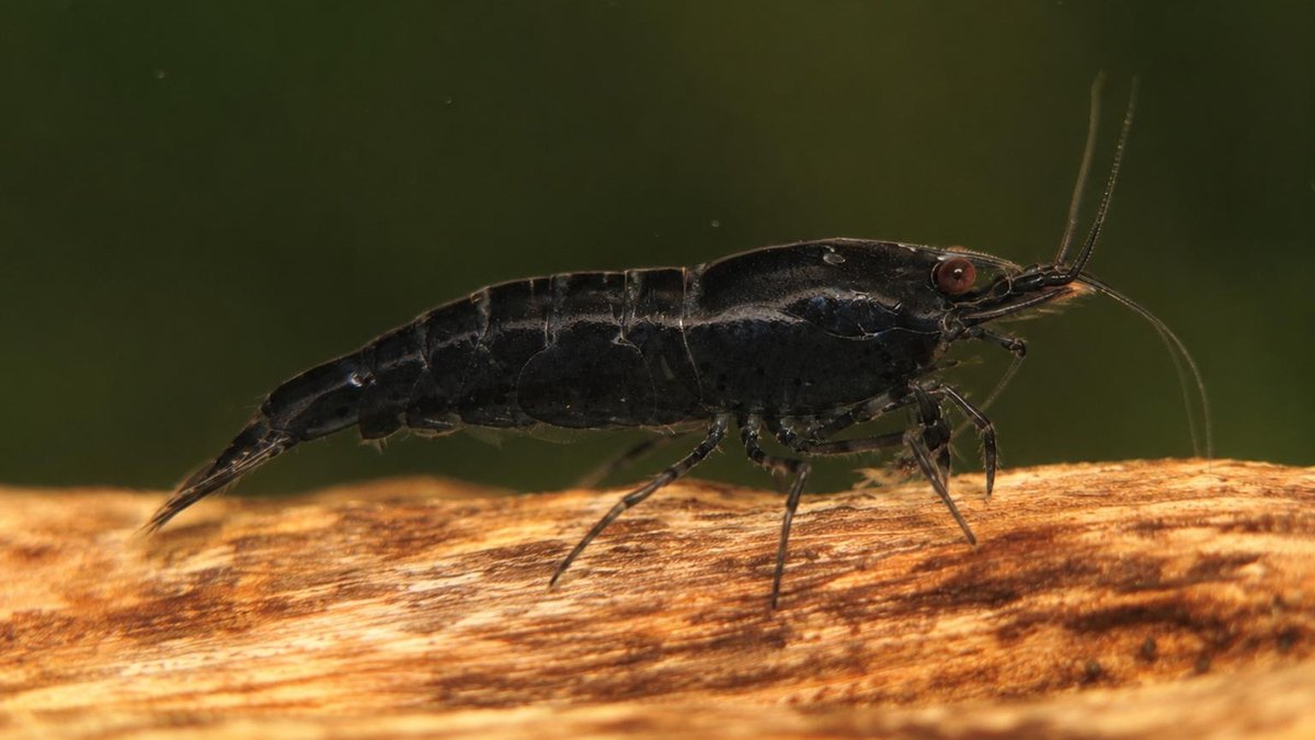 Black Sakura Shrimp (Neocaridina davidi)