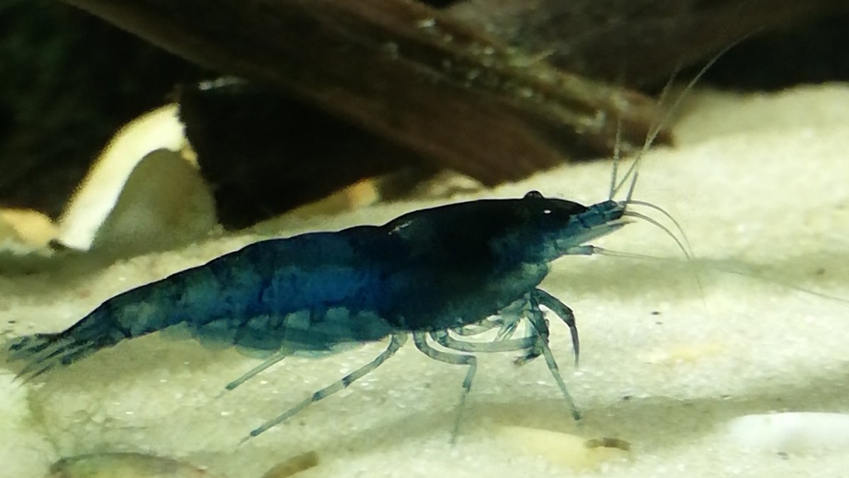 Blue Dream Shrimp