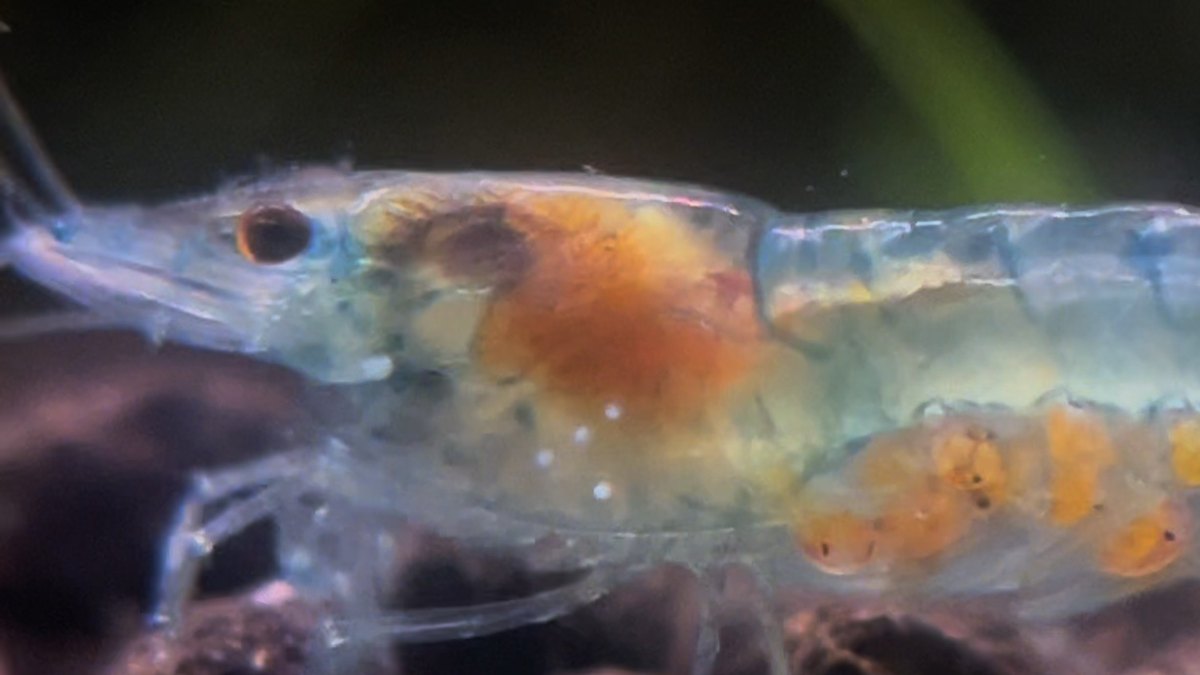 Blue Jelly Shrimp