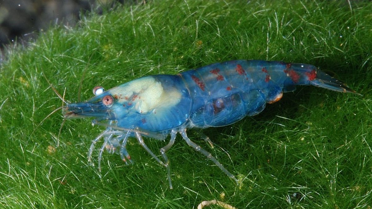 Blue Pearl Shrimp