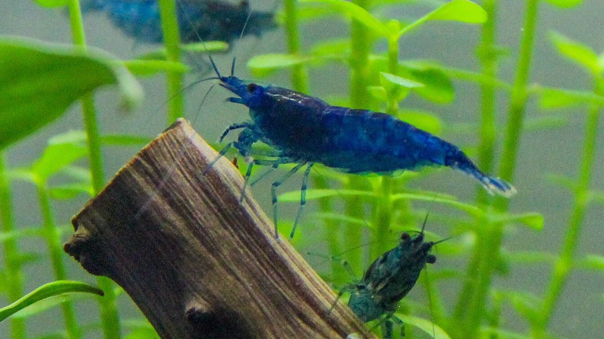 Blue Velvet Shrimp (Neocaridina davidi)