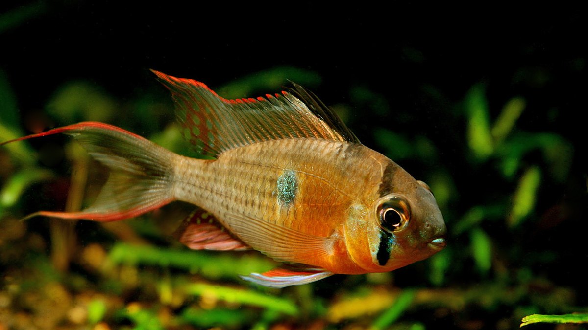 Bolivian Ram (Mikrogeophagus altispinosus)