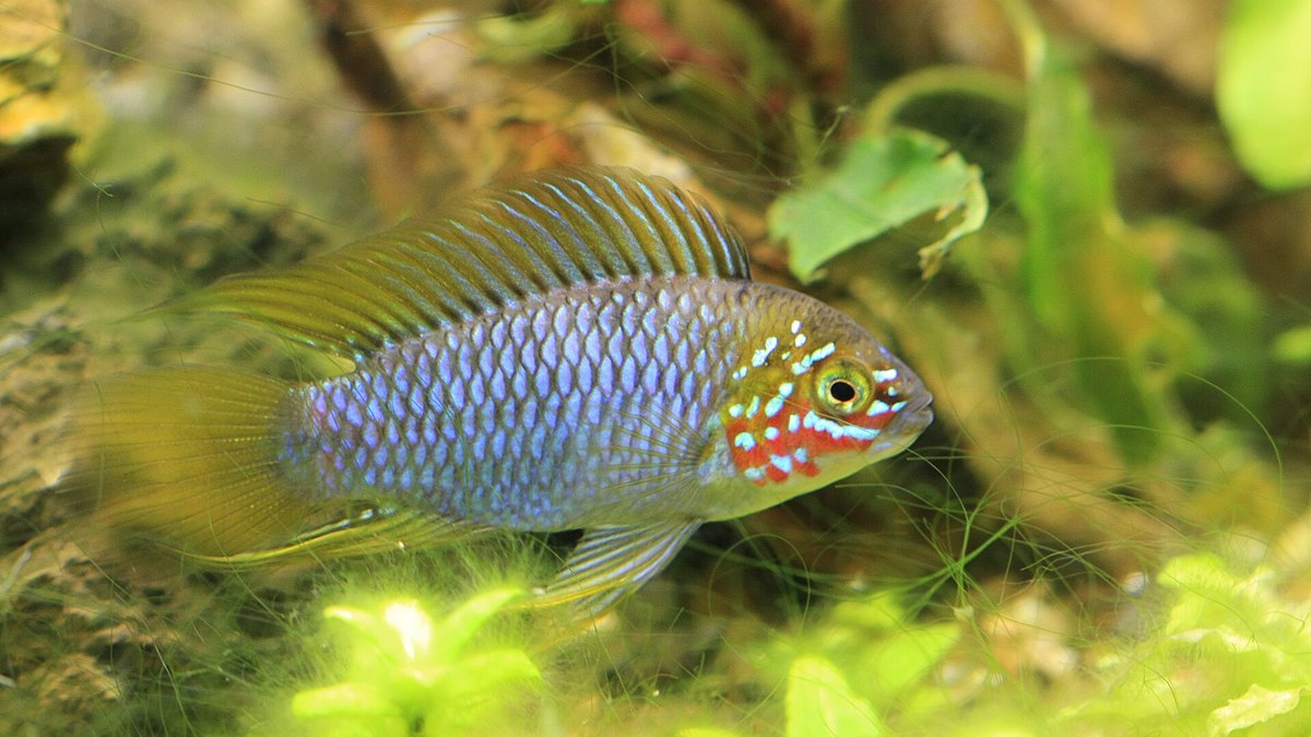 Borelli's Dwarf Cichlid (Apistogramma borellii)