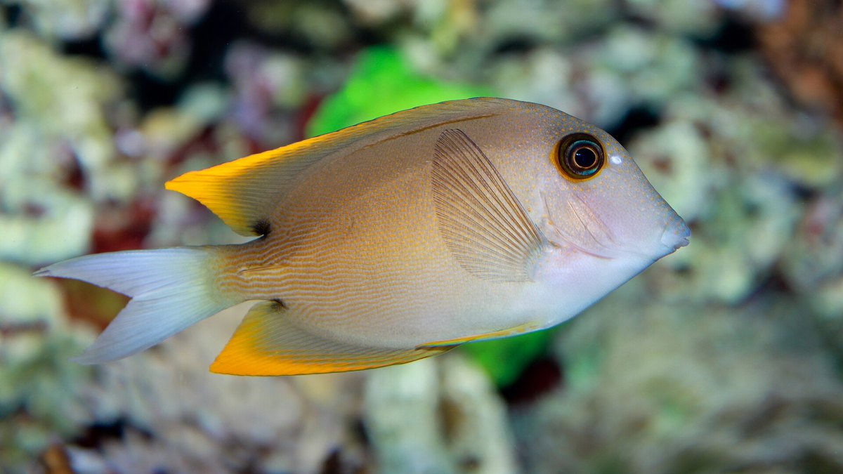 Bristletooth Tomini Tang (Ctenochaetus tominiensis)