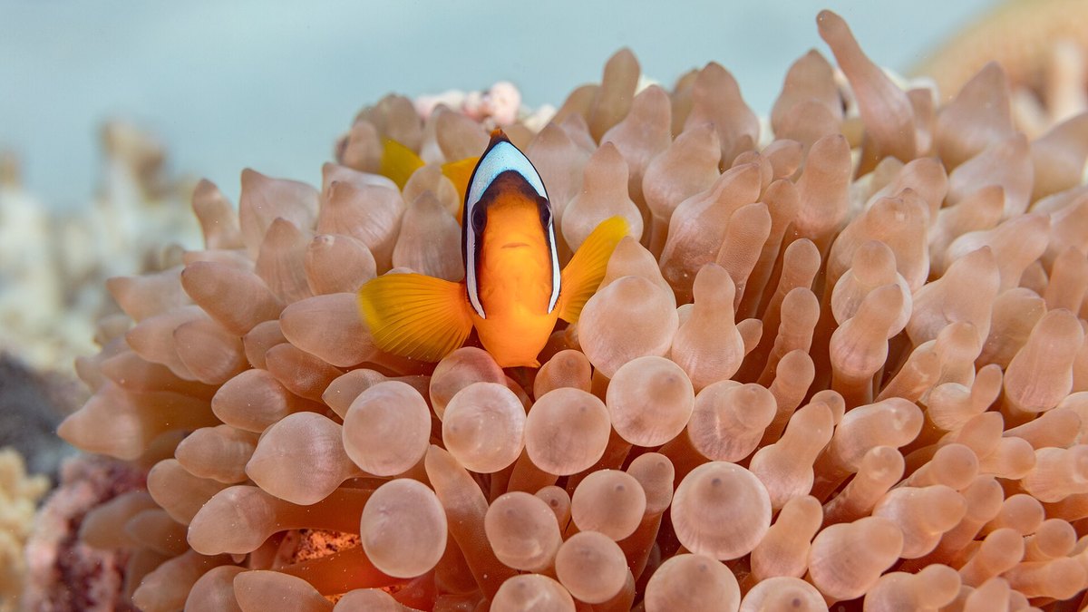 Bubble-Tip Anemone (Entacmaea quadricolor)