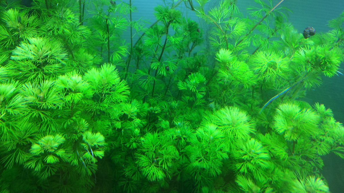 Cabomba aquatica