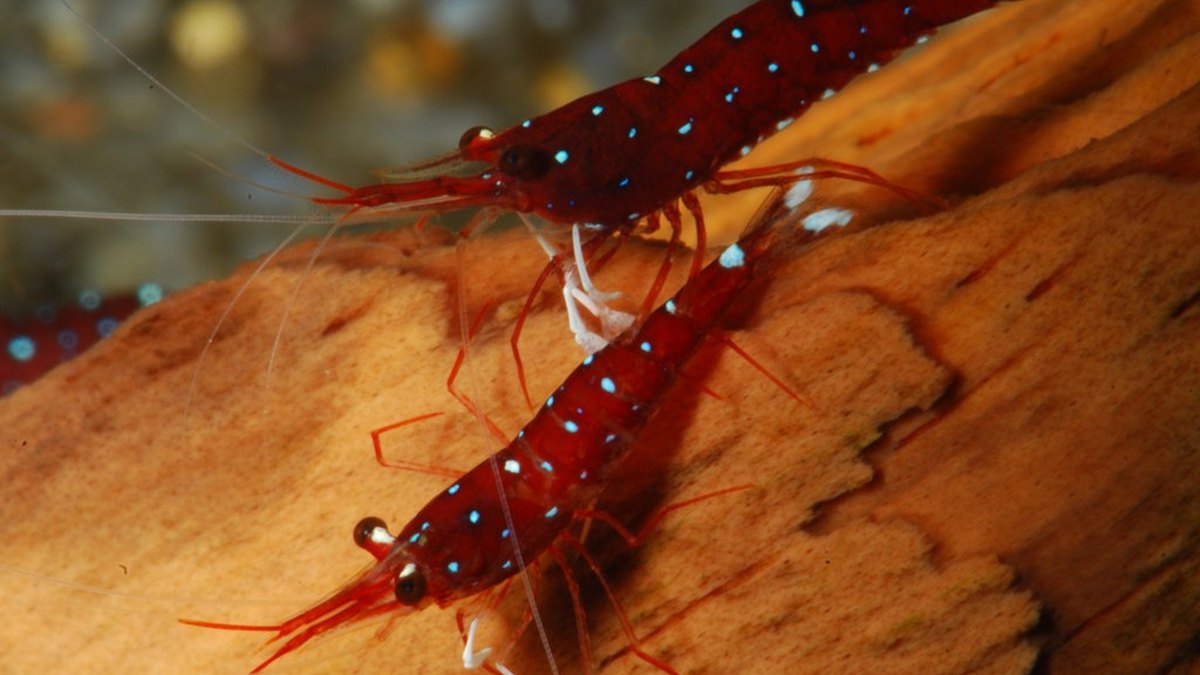 Cardinal Shrimp