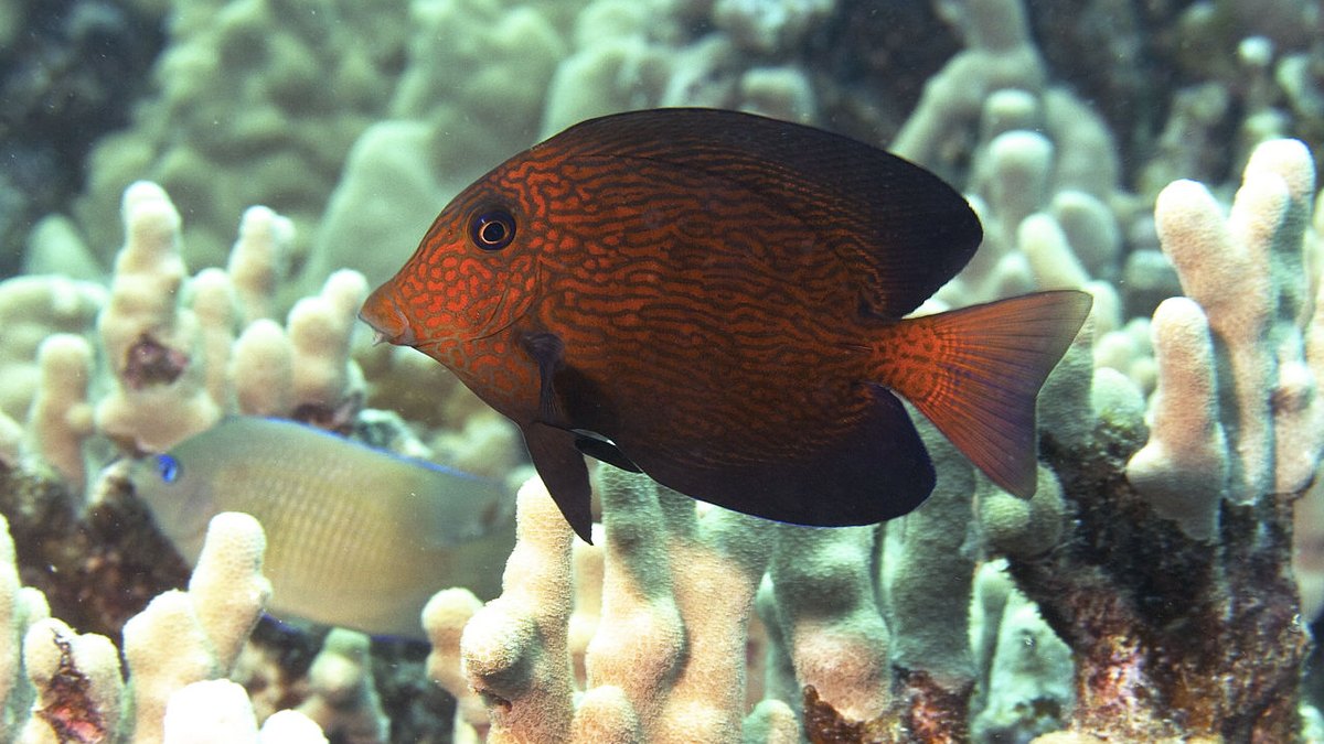 Chevron Tang (Ctenochaetus hawaiiensis)