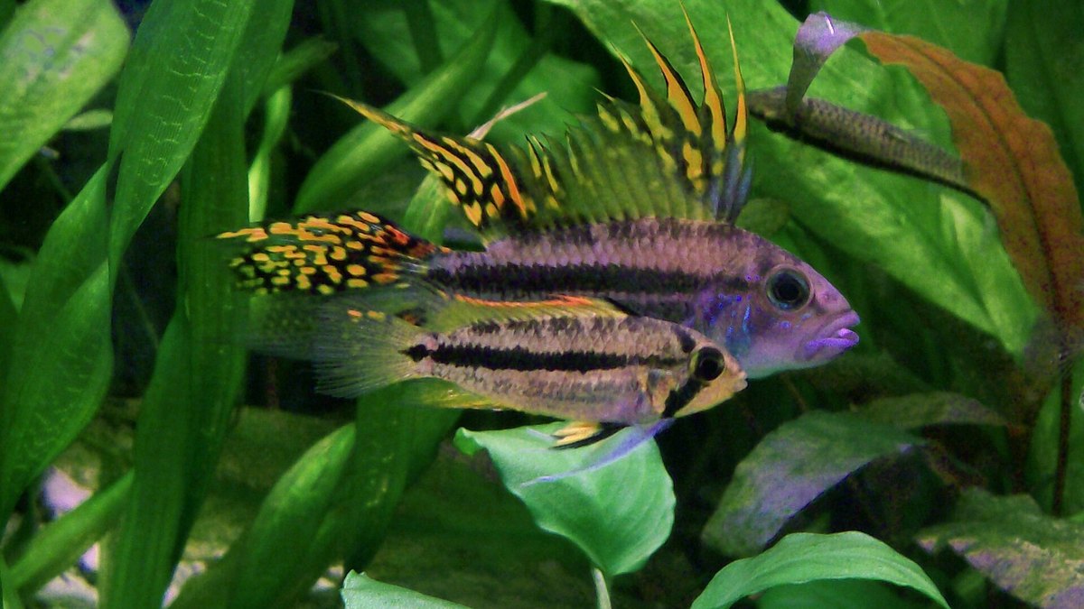 Cockatoo Cichlid (Apistogramma cacatuoides)