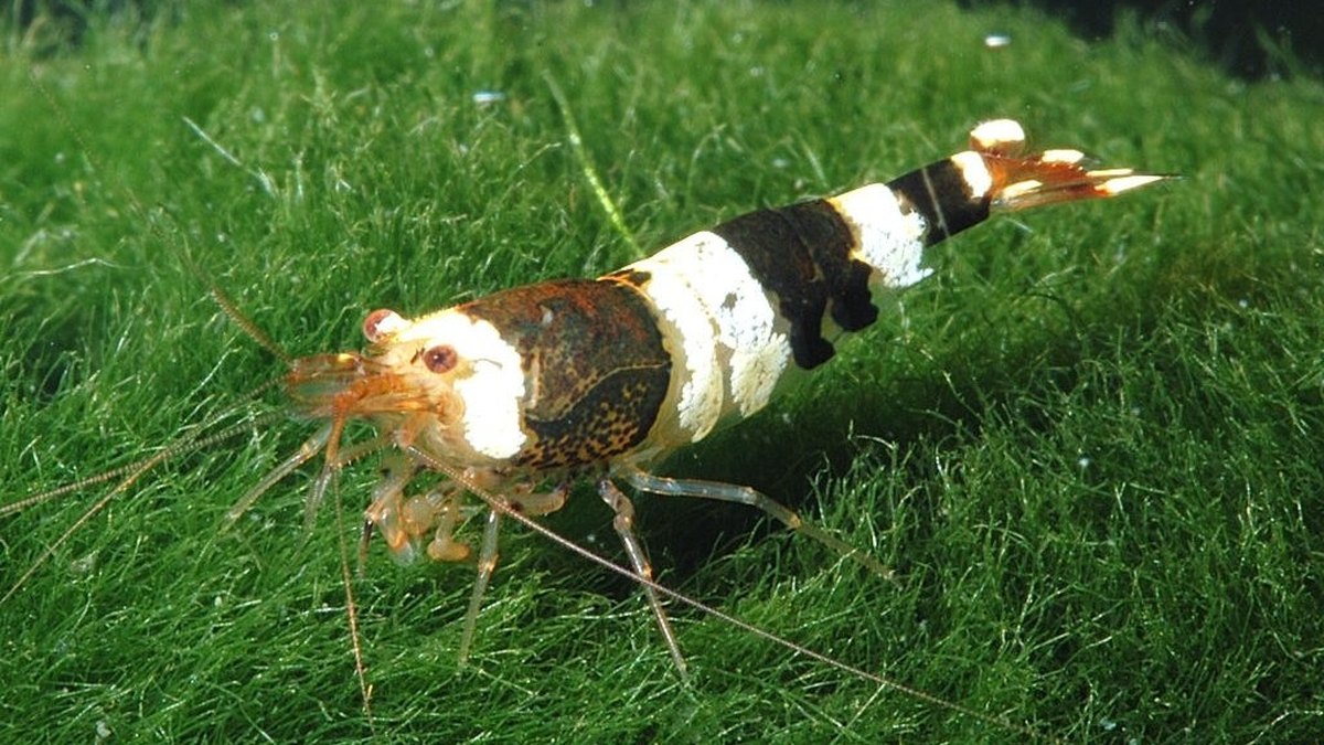 Crystal Black Shrimp (Caridina cantonensis)