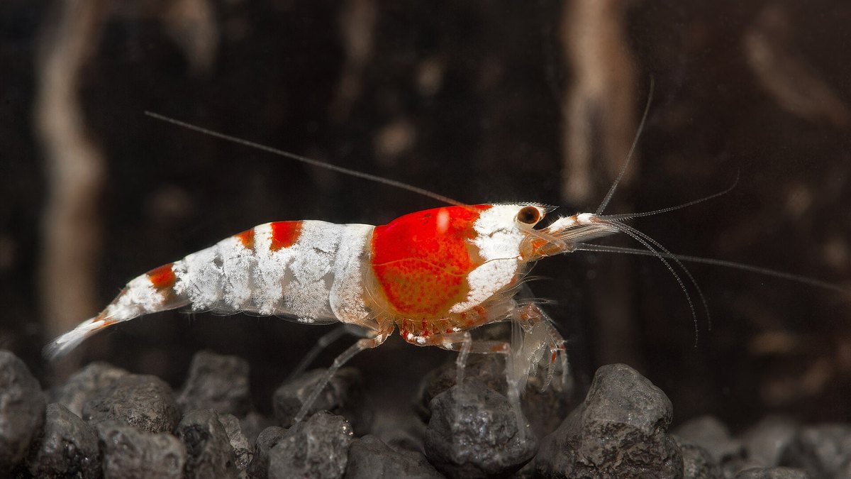 Crystal Red Shrimp (Caridina cantonensis)