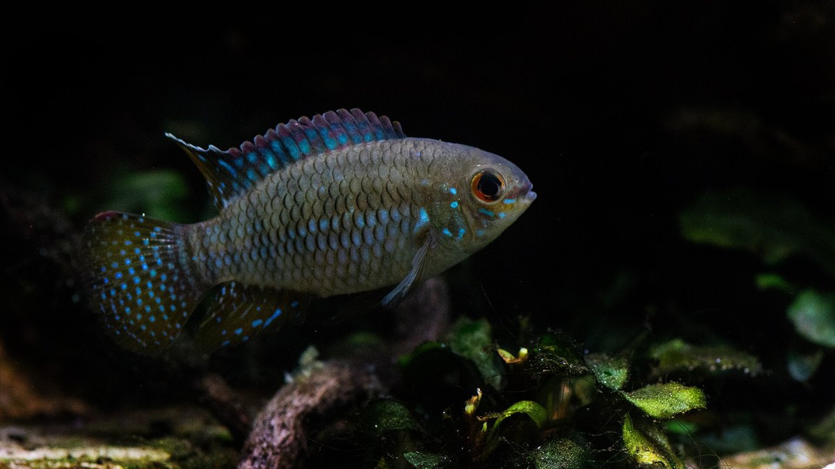 Dwarf Flag Cichlid (Laetacara curviceps)