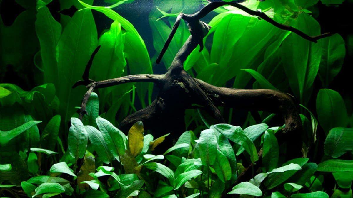 Echinodorus grisebachii 'Bleherae'