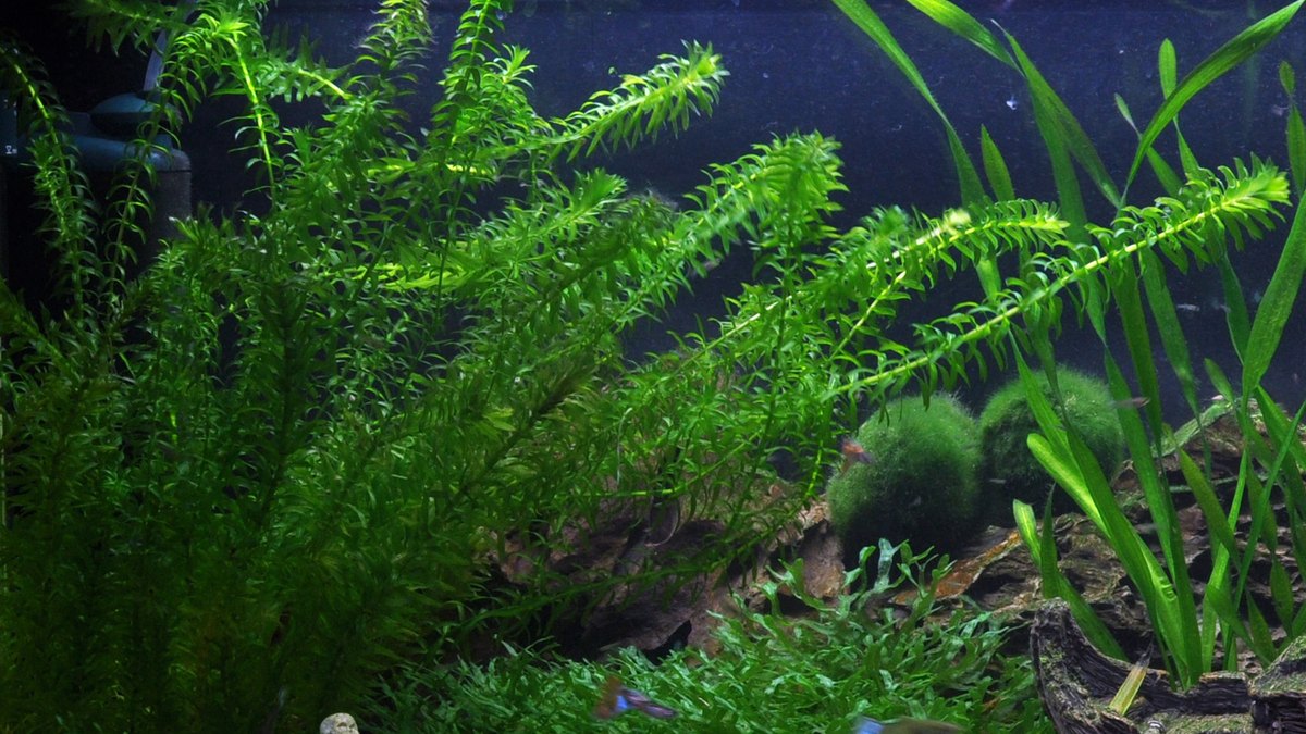 Egeria densa