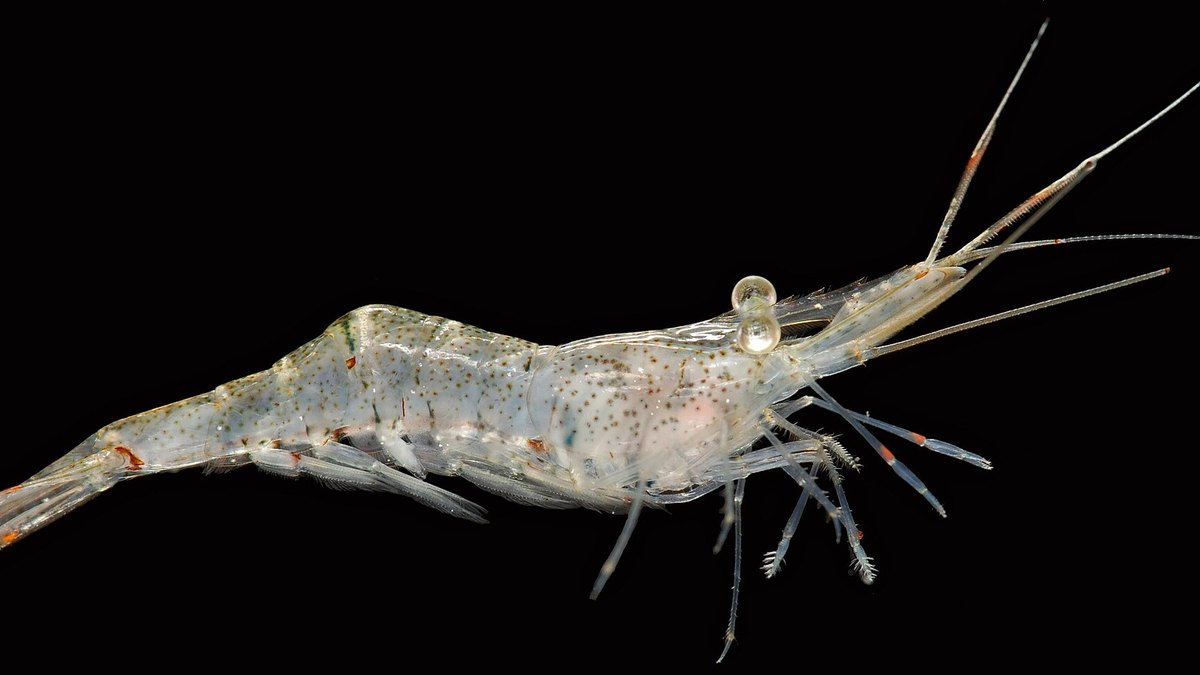 Ghost Shrimp (Palaemon paludosus)