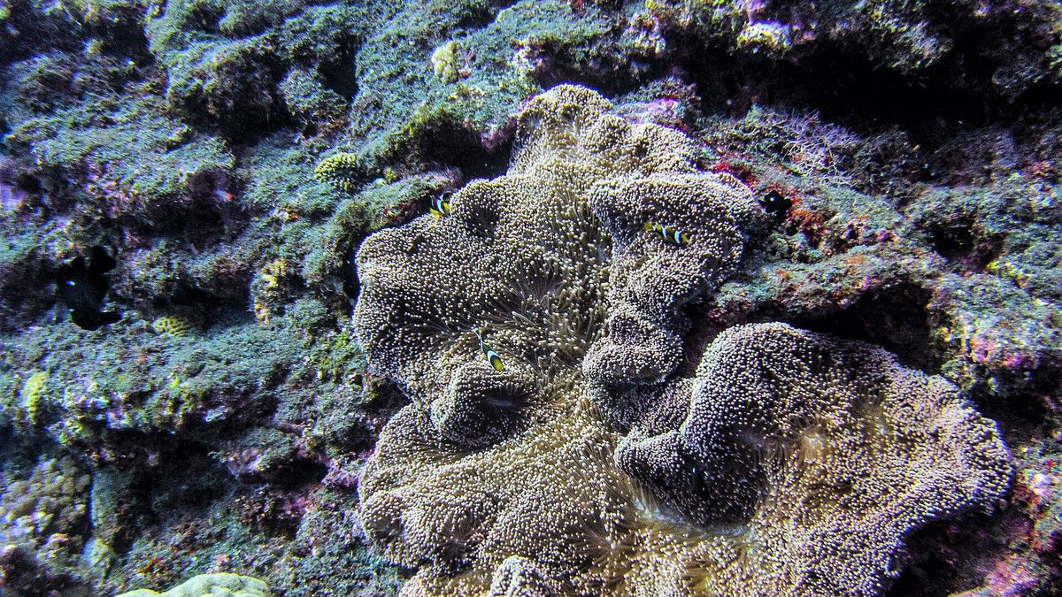 Giant Carpet Anemone (Stichodactyla gigantea)