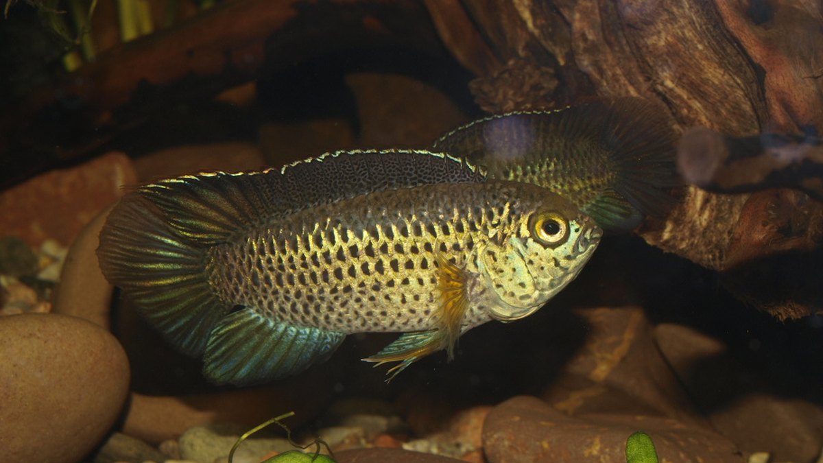 Golden Dwarf Cichlid (Nannacara anomala)