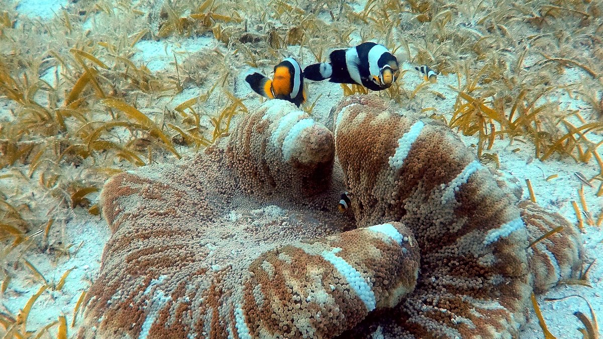 Haddon's Carpet Anemone (Stichodactyla haddoni)