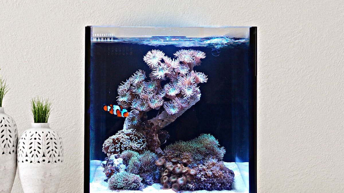 Innovative Marine NUVO Fusion Pro 2 10