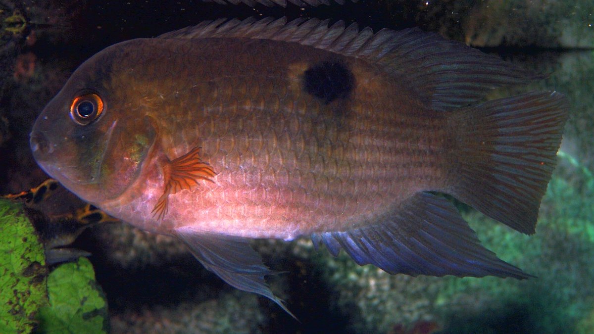 Keyhole Cichlid (Cleithracara maronii)