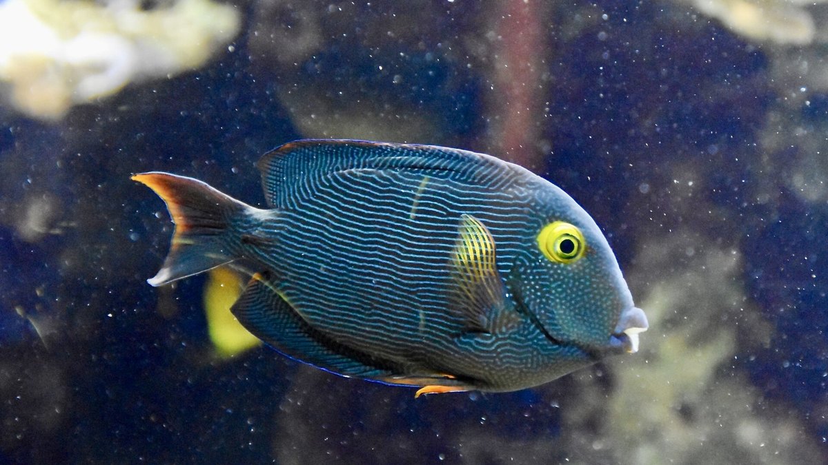 Kole Yellow Eye Tang (Ctenochaetus strigosus)