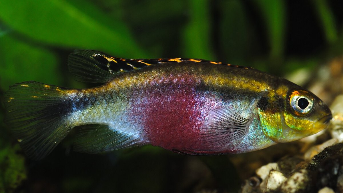 Kribensis (Pelvicachromis pulcher)