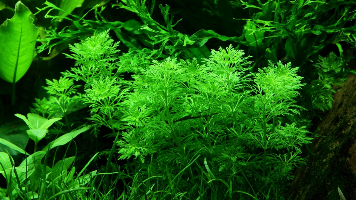 Limnophila sessiliflora