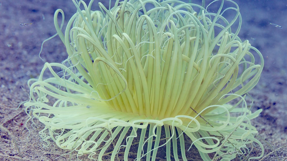 Long Tentacle Anemone (Macrodactyla doreensis)