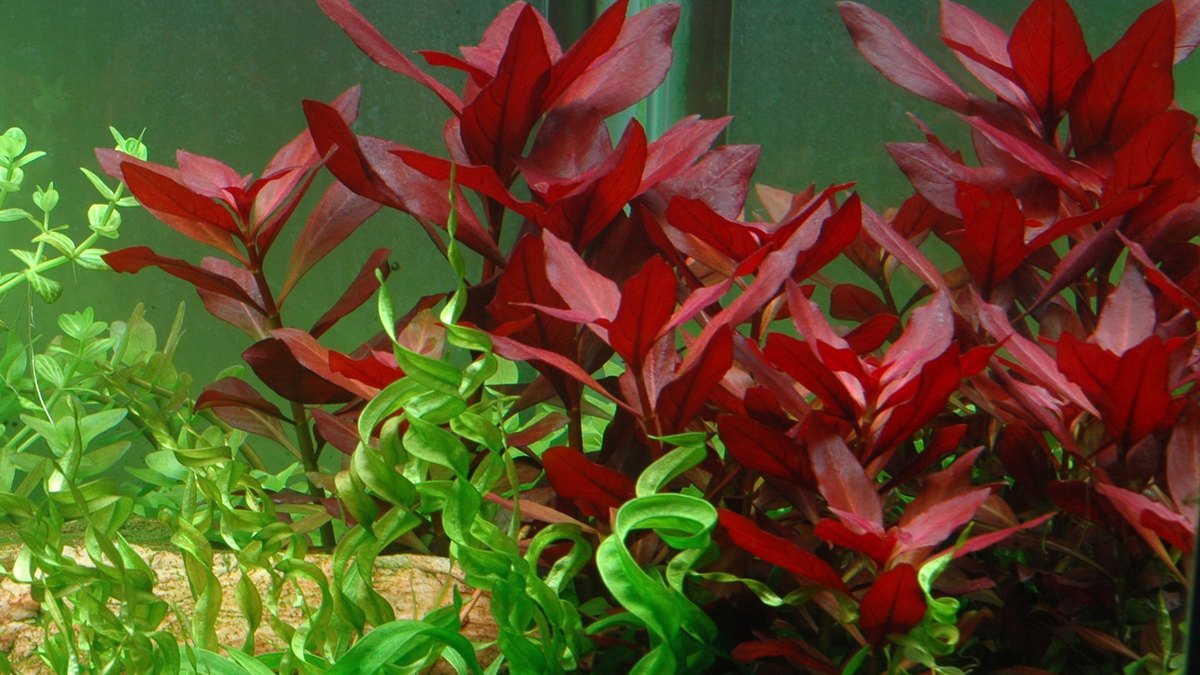 Ludwigia repens 'Rubin'