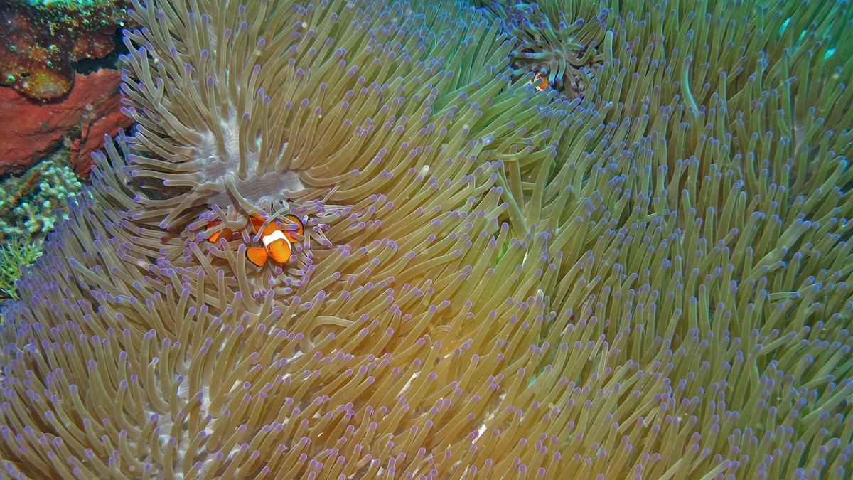 Magnificent Sea Anemone (Heteractis magnifica)
