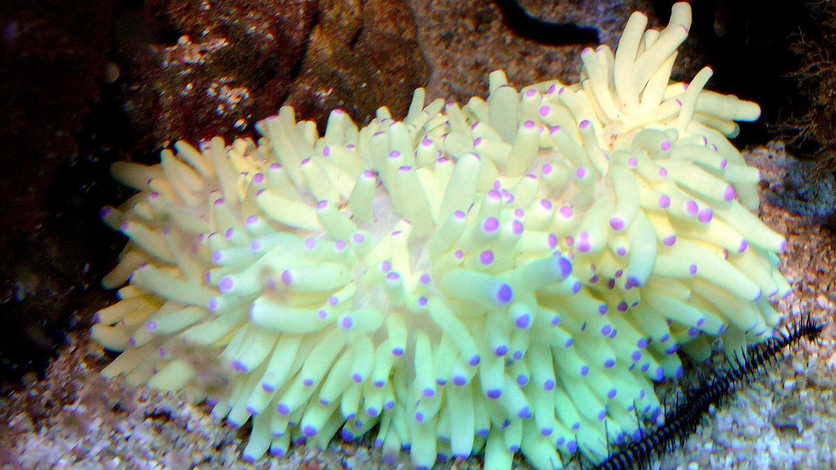 Malu Anemone (Heteractis malu)