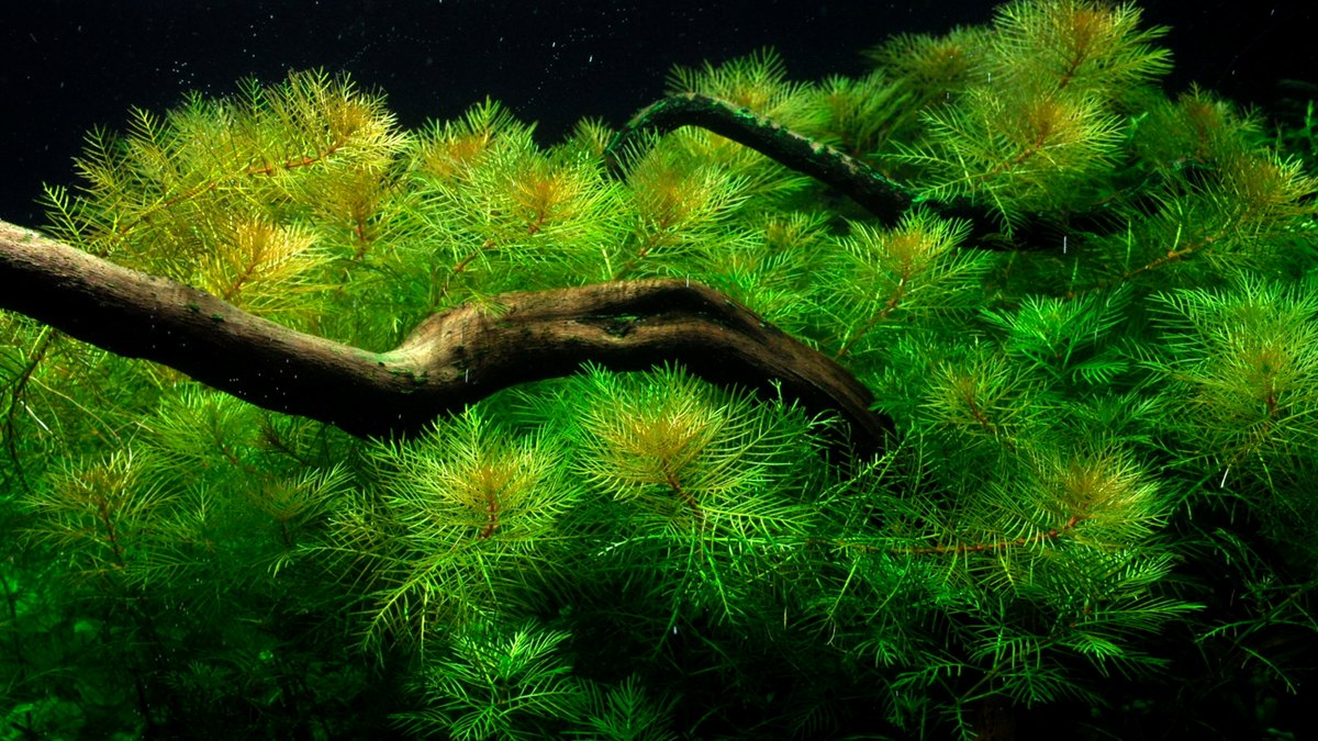 Myriophyllum mattogrossense