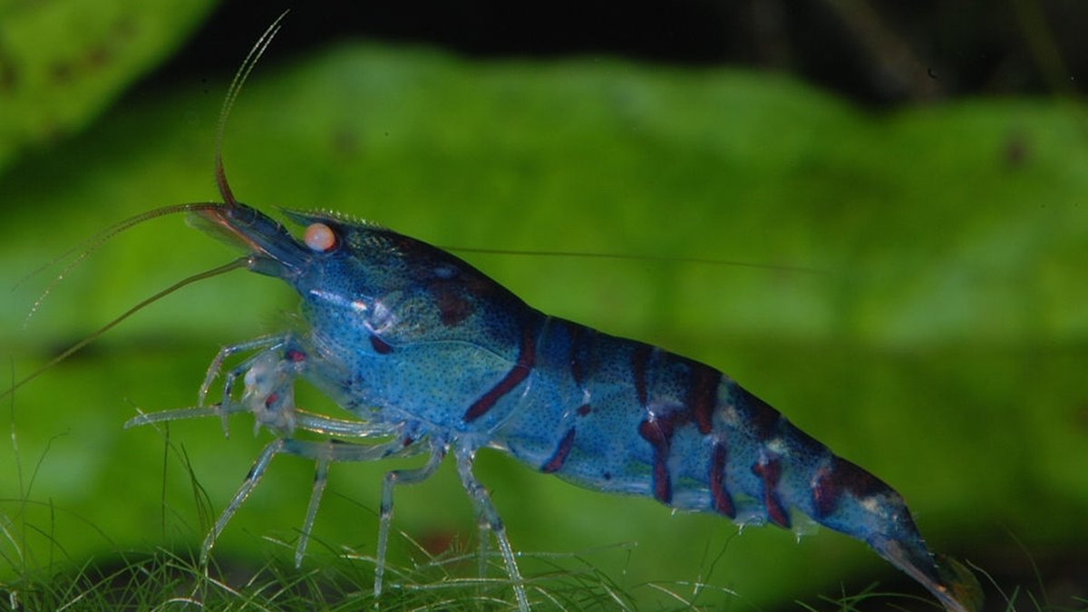 Orange Eye Blue Tiger Shrimp