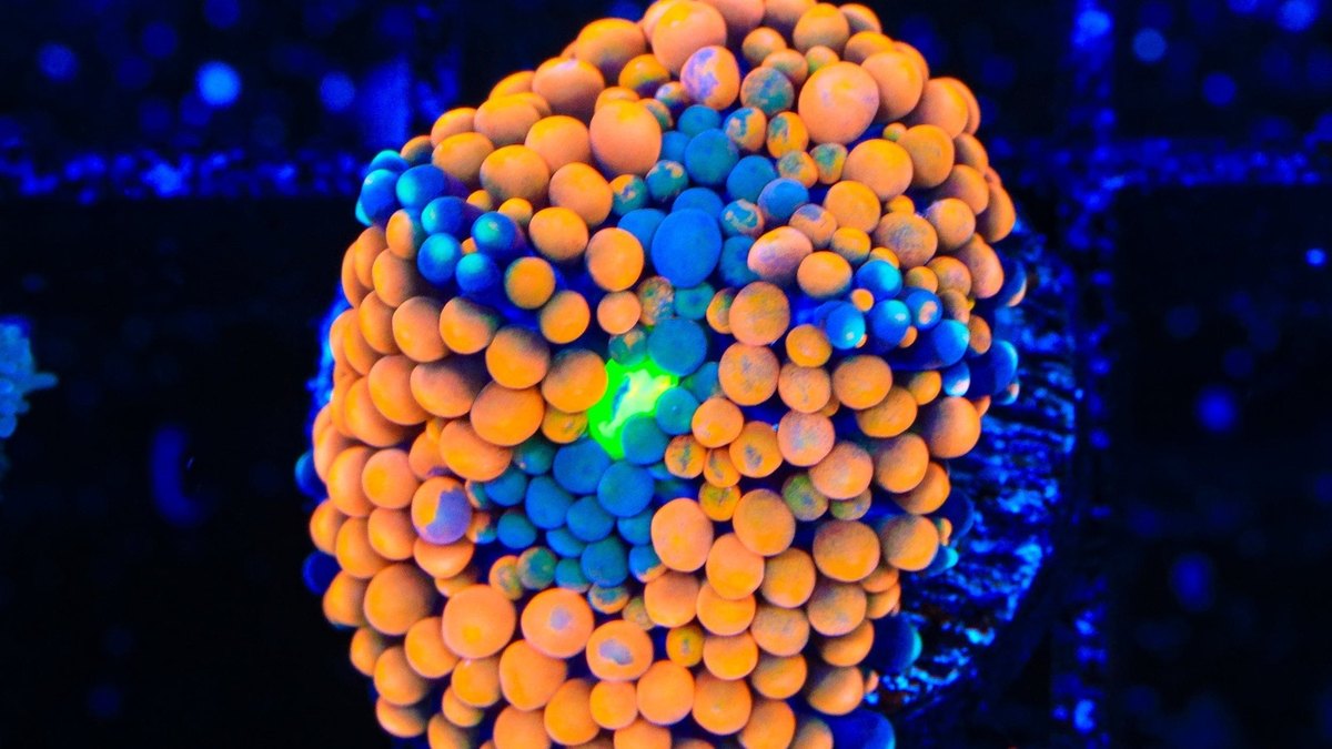 Orange Rainbow Ricordea