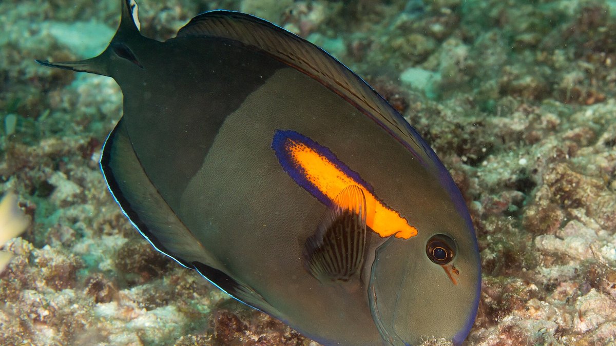 Orangeshoulder Tang (Acanthurus olivaceus)