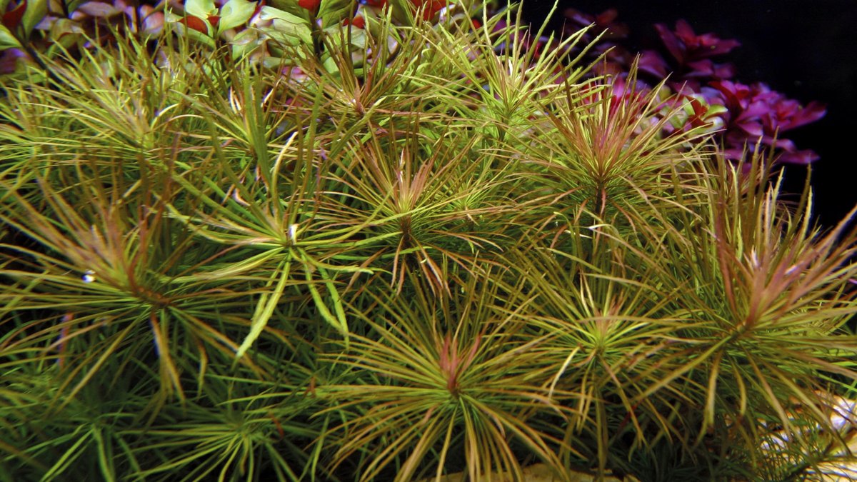 Pogostemon stellatus