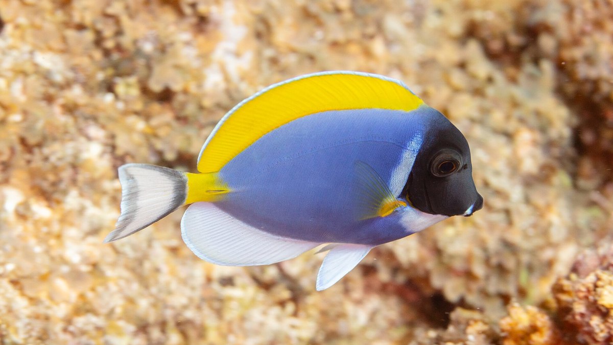 Powder Blue Tang (Acanthurus leucosternon)