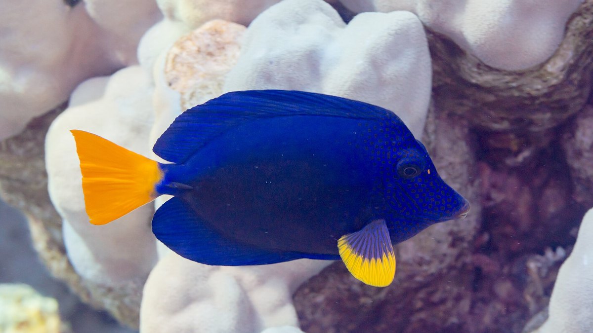 Purple Tang (Zebrasoma xanthurum)