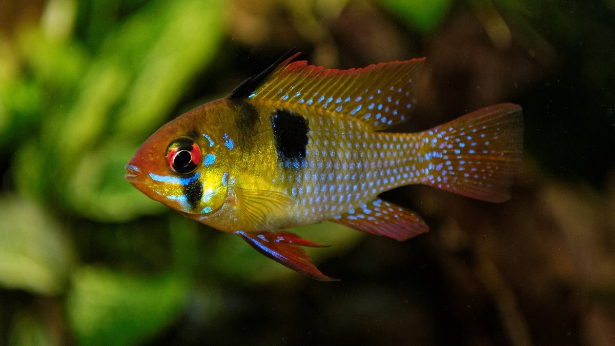 Ram Cichlid (Mikrogeophagus ramirezi)
