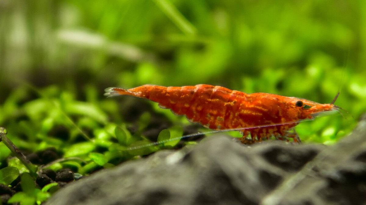 Red Cherry Shrimp (Neocaridina davidi)