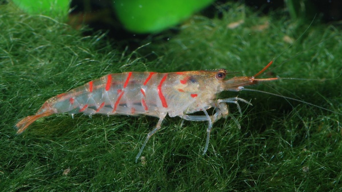 Red Fancy Tiger Shrimp