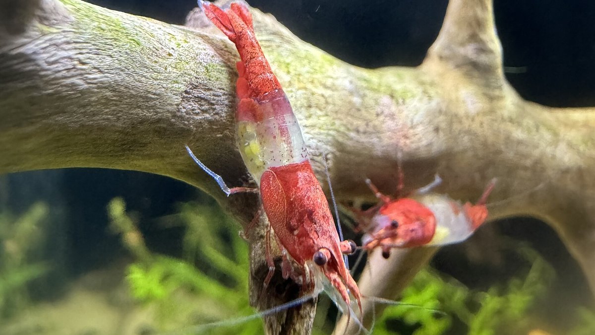 Red Rili Shrimp