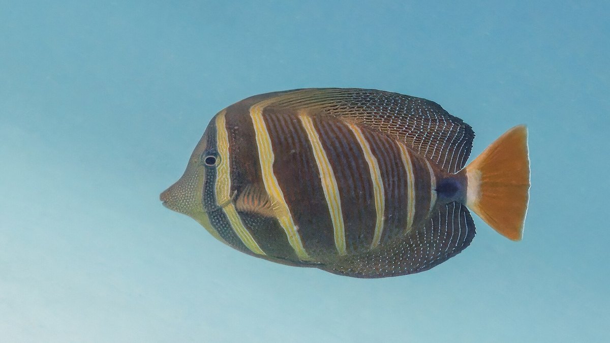 Sailfin Tang (Zebrasoma velifer)