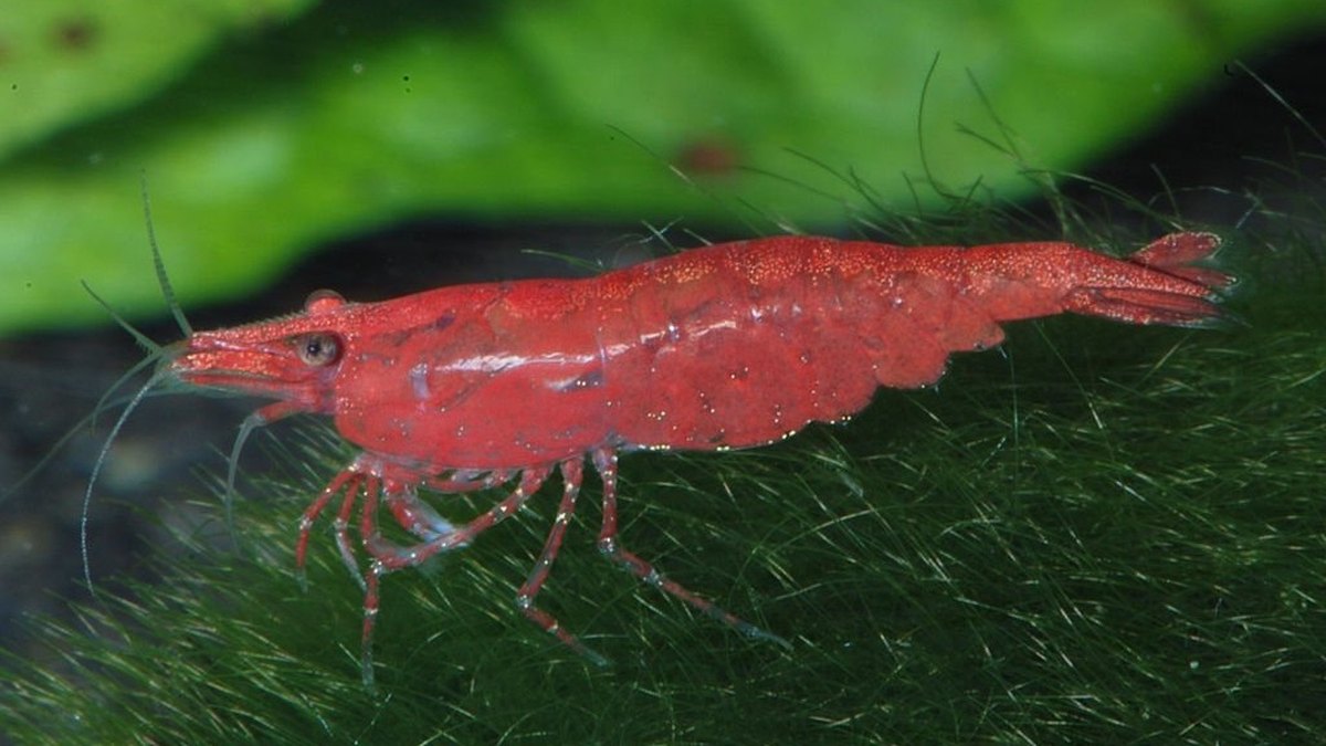 Sakura Shrimp (Neocaridina davidi)